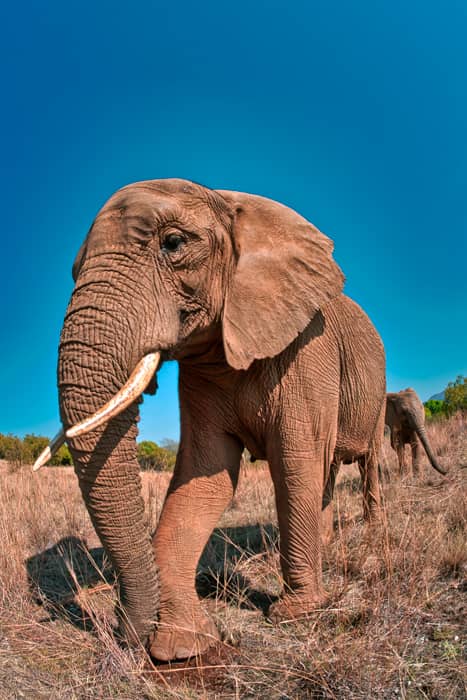 Apariencia del Elefante Africano