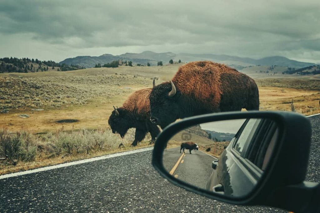 Bisonte americano en Carretera de Wyoming