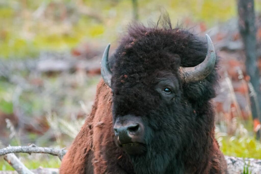 Bisonte americano en el campo del Parque estatal Custer
