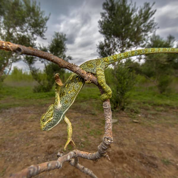 Camaleón africano en una rama