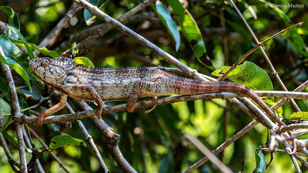 Camaleón de Oustalet en la Reserva de Peyrieras