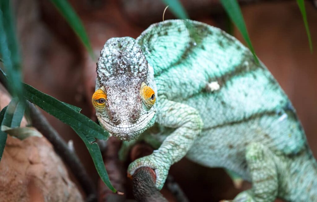 Camaleón de Parson​ sube a través de las ramas del árbol