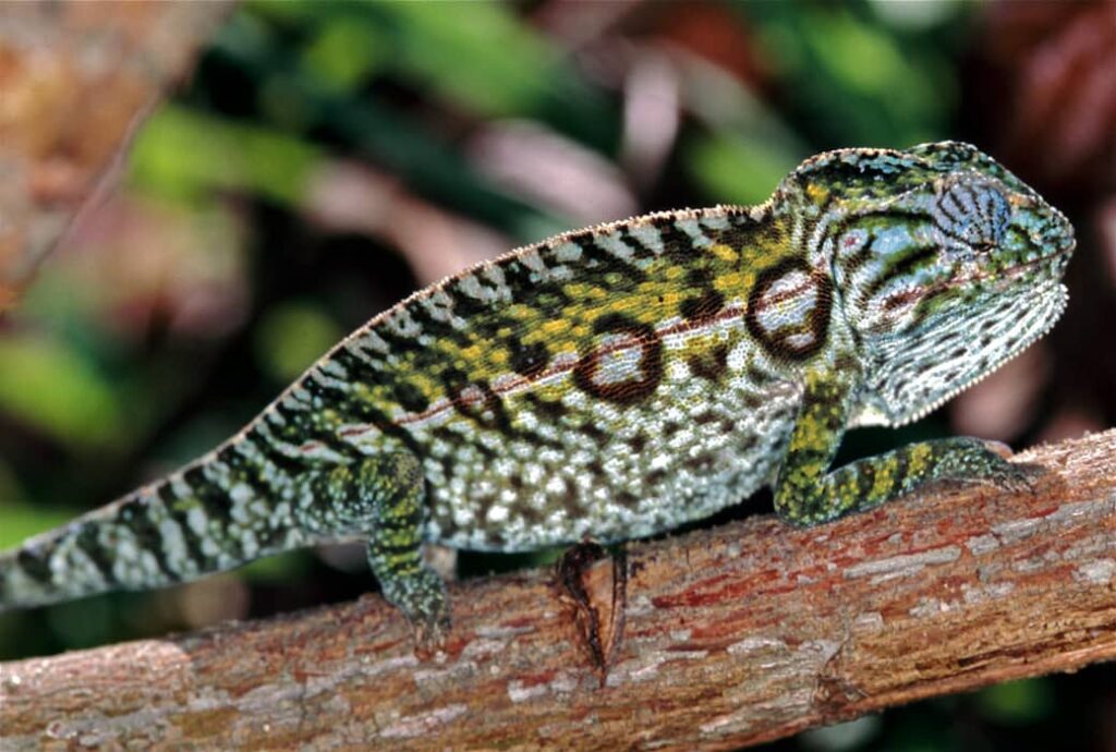 Camaleón de alfombra (Furcifer lateralis) hembra