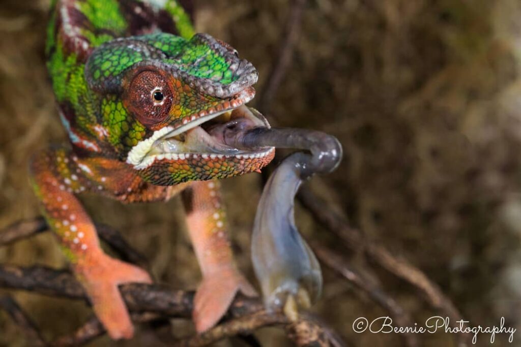 Camaleón pantera comiendo algo