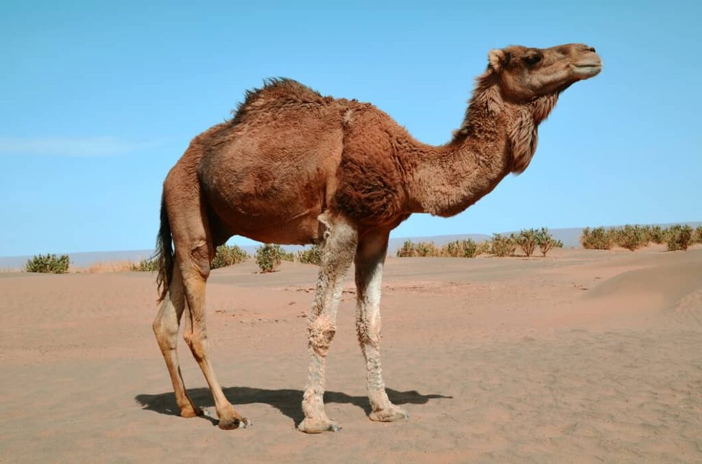Camello dromedario en el desierto del Sahara