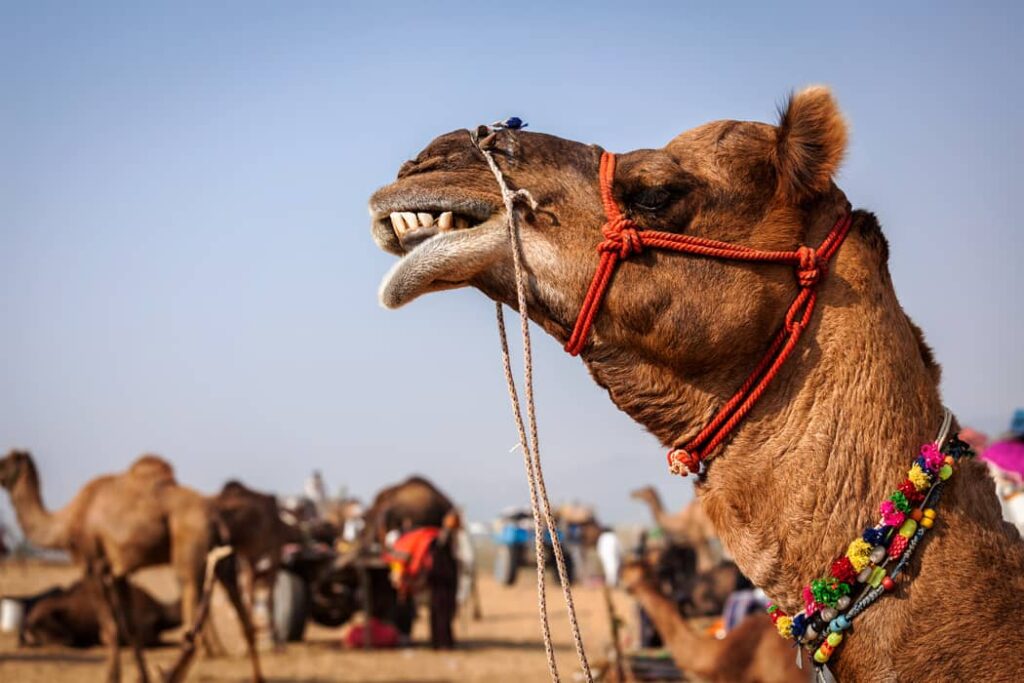 Camellos en Feria