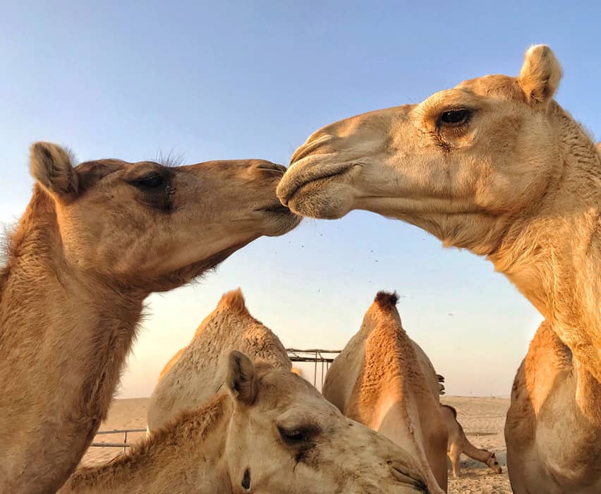 Pareja de camellos en la naturaleza