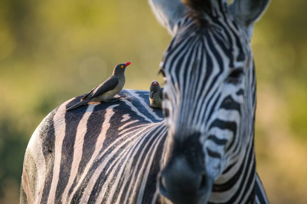 Un picabueyes piquirrojo en una Cebra de Burchell
