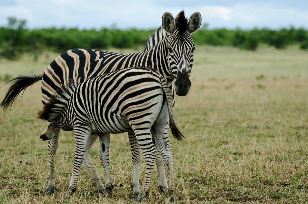 Cebra y su potrillo en el desierto de África Oriental