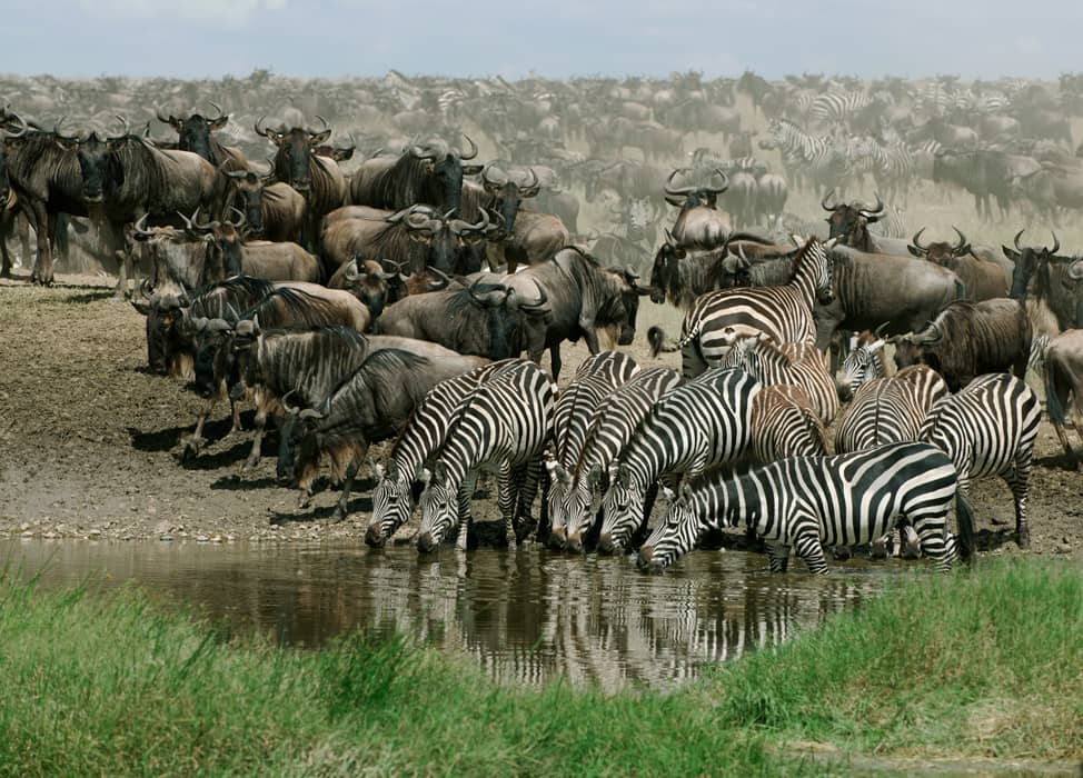Cebras bebiendo en el Parque Nacional Serengeti, Tanzania, África
