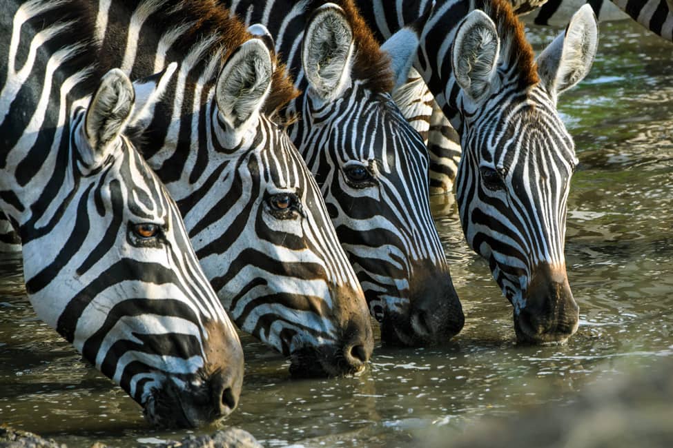 Cebras bebiendo agua en el parque nacional