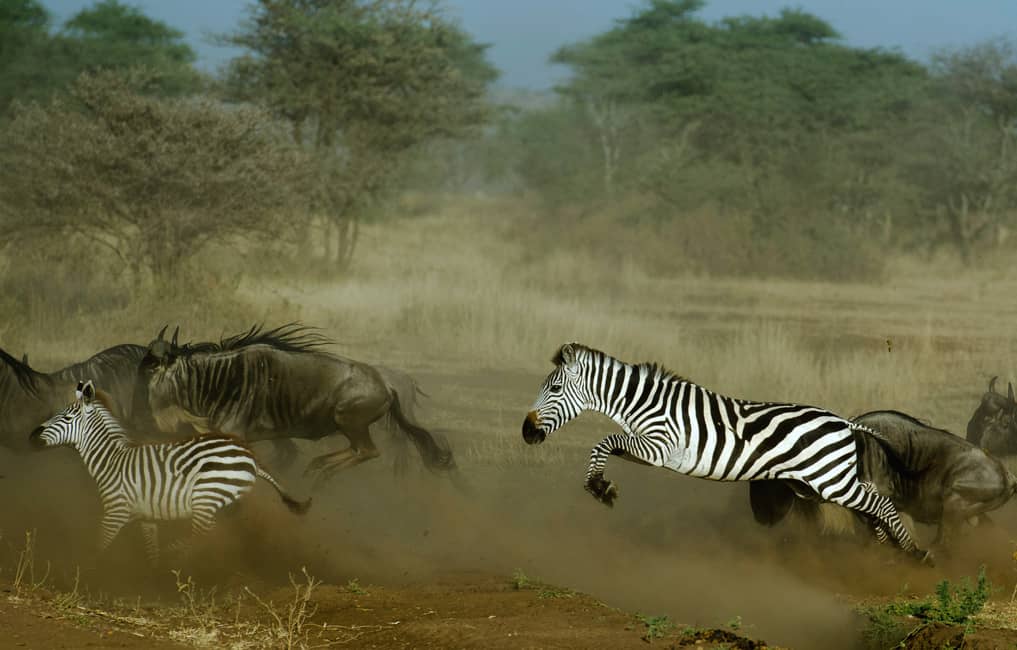 Cebras corriendo en el desierto de África Oriental