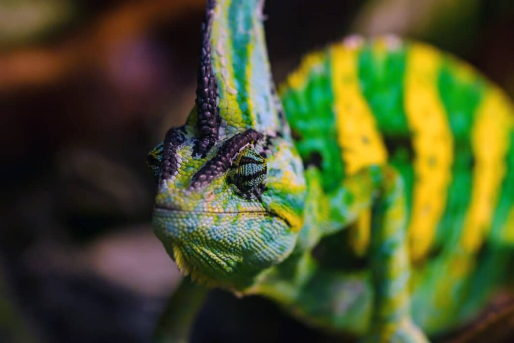 Imagen de primer plano de camaleón velado o chamaeleo calyptratus