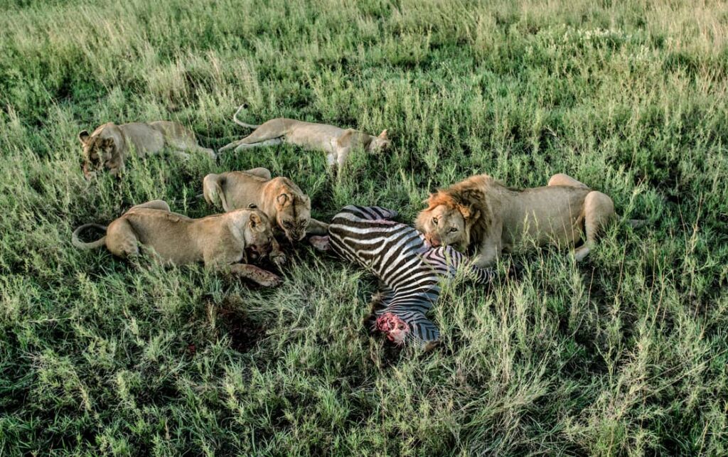 Leones machos y hembra comiendo cebras