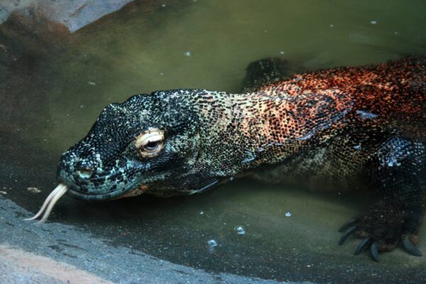 Dragón de Komodo Características Datos y Curiosidades