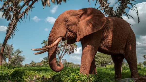 Elefante Africano Características y Curiosidades