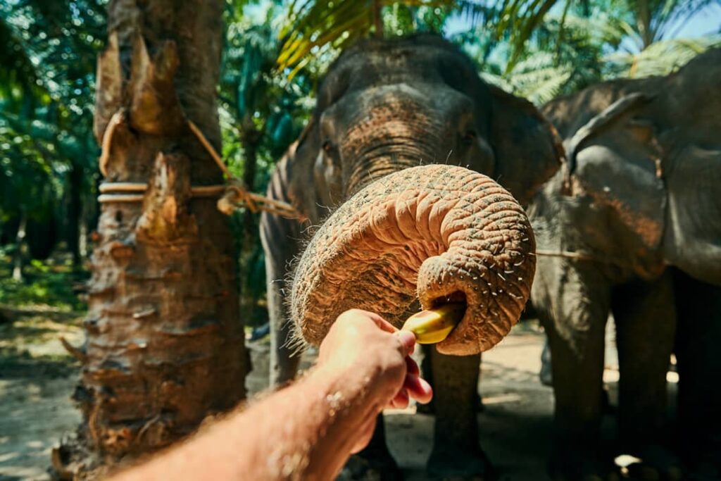 Hombre dando comida a un elefante
