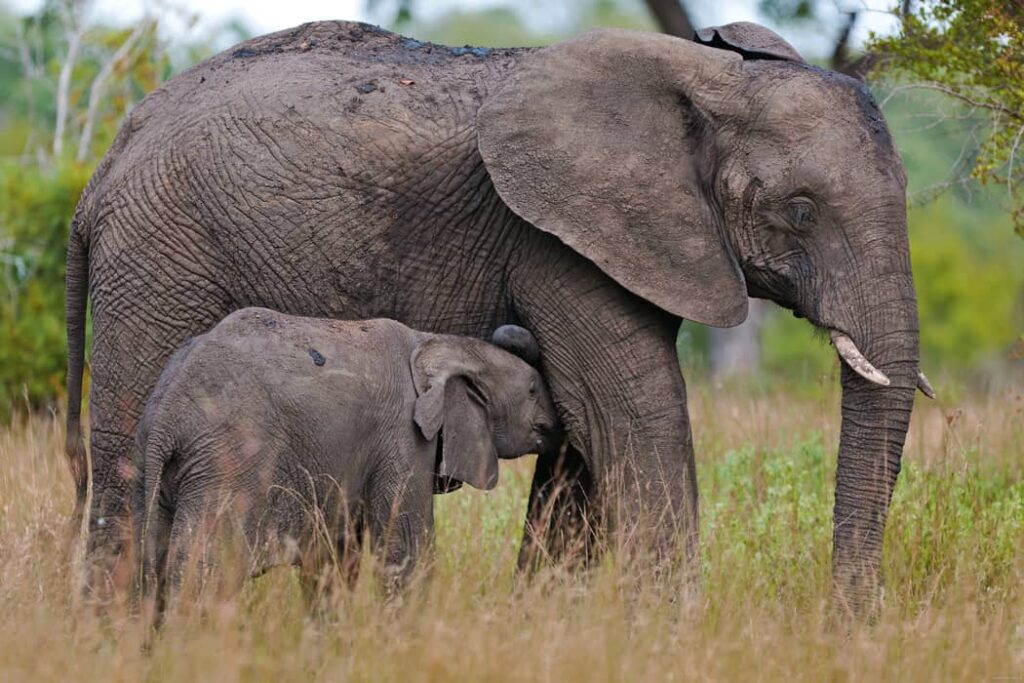 Elefante junto a cachorro elefante joven