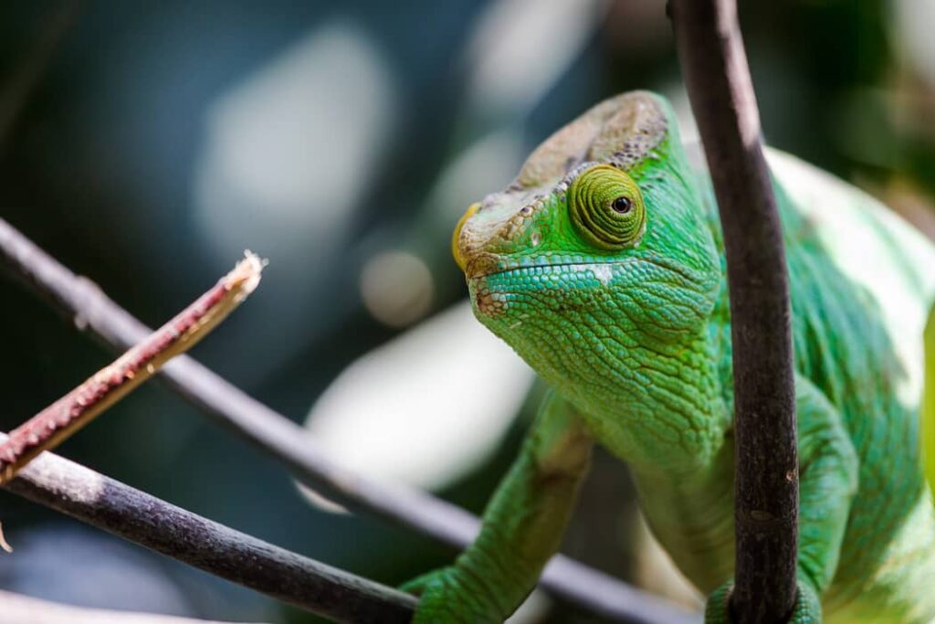 Foto de Camaleón Pantera o Furcifer Pardalis