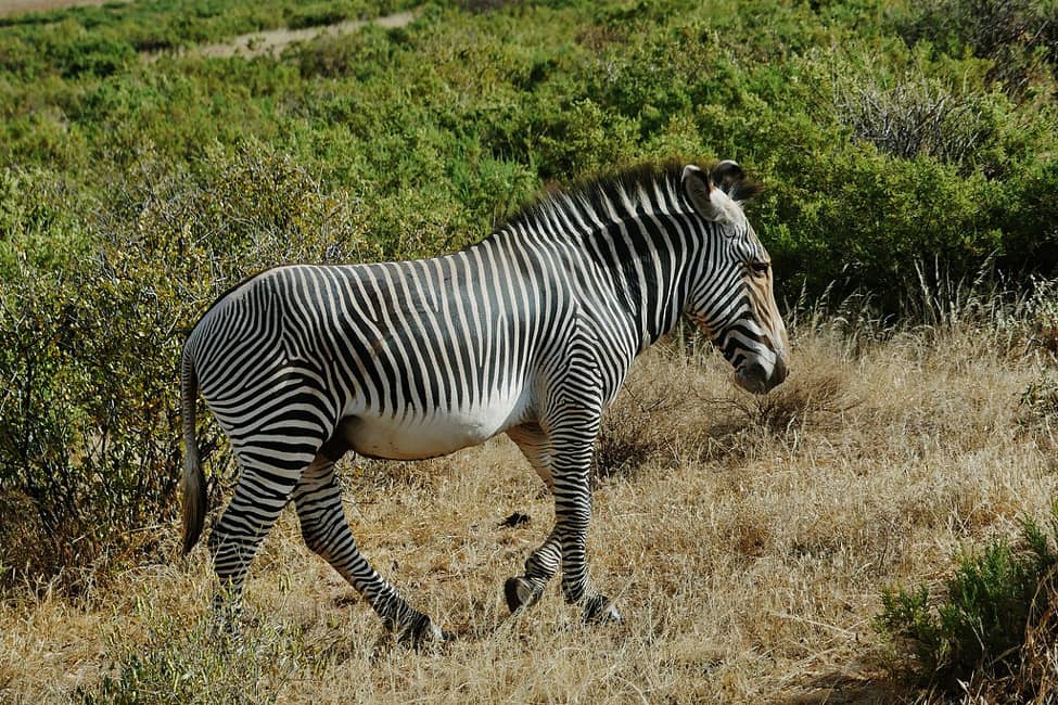 Cebra de Grévy o Cebra Imperial
