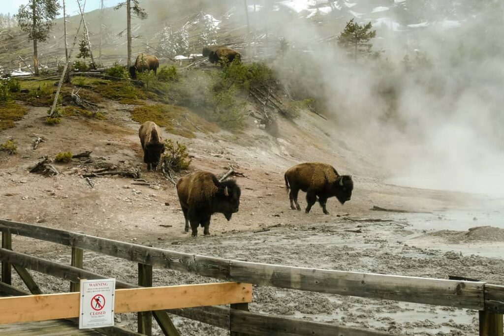 Bisonte americano en su hábitat natural