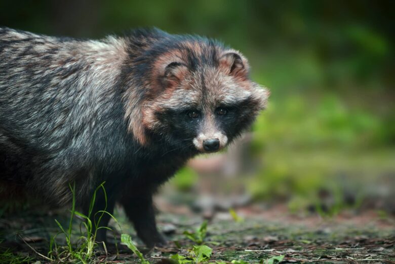 Mapache Boreal Características y Curiosidades