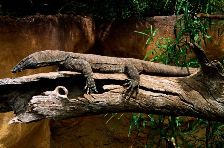 Megalania Prisca Características y Curiosidades