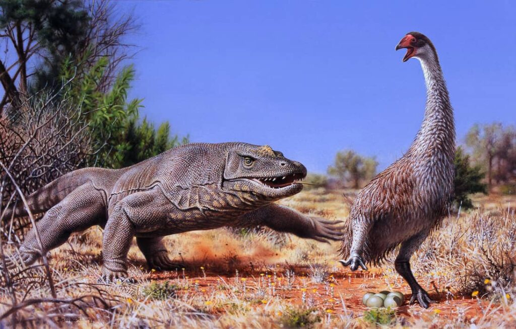 Megalania cazando a una Genyornis newtoni