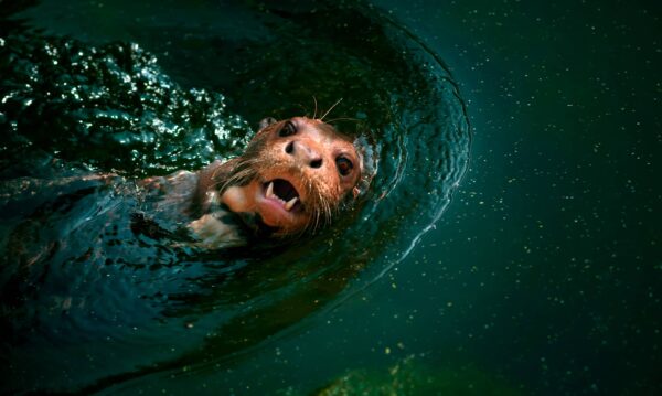 Nutrias Características y Curiosidades