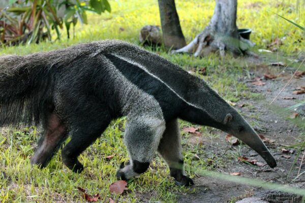 Oso Hormiguero Características y Curiosidades