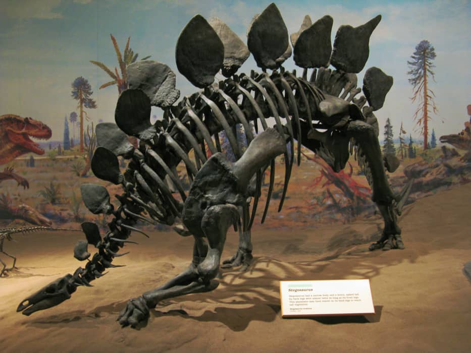 El estegosaurio tenía un cuerpo estrecho y una cola pesada y puntiaguda