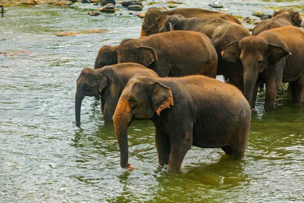 Situación de la especie de Elefantes