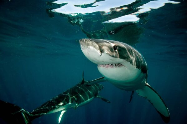 Tiburones Características Datos y Curiosidades