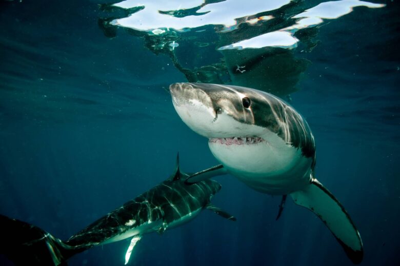 Tiburones Características Datos y Curiosidades