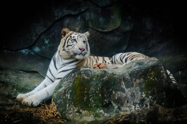 Tigre Blanco Características y Curiosidades