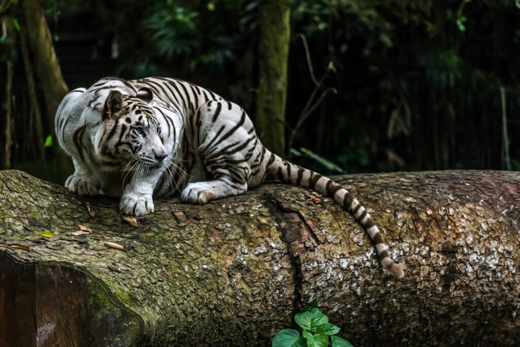 Tigre Blanco en el zoológico