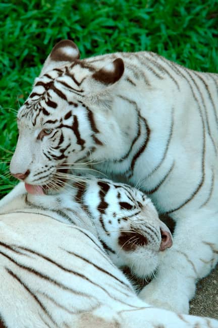 Tigre blanco y su cachorro