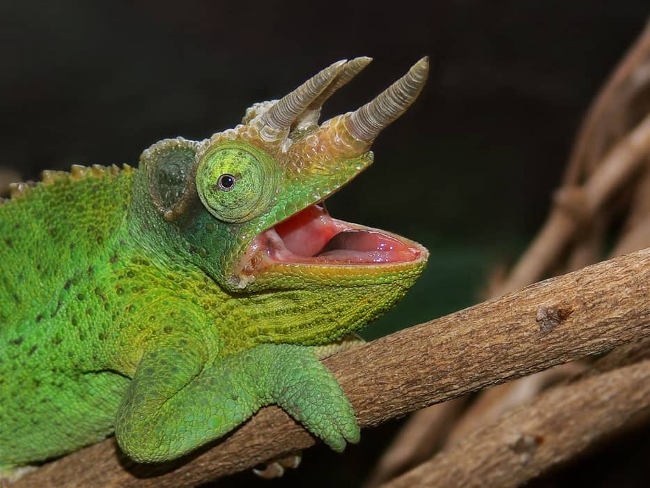 Foto del Trioceros de Jackson