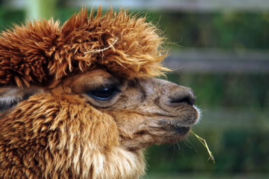 Características y Curiosidades de la Alpaca