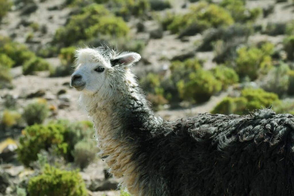 Alpaca en el Parque nacional Volcán Isluga