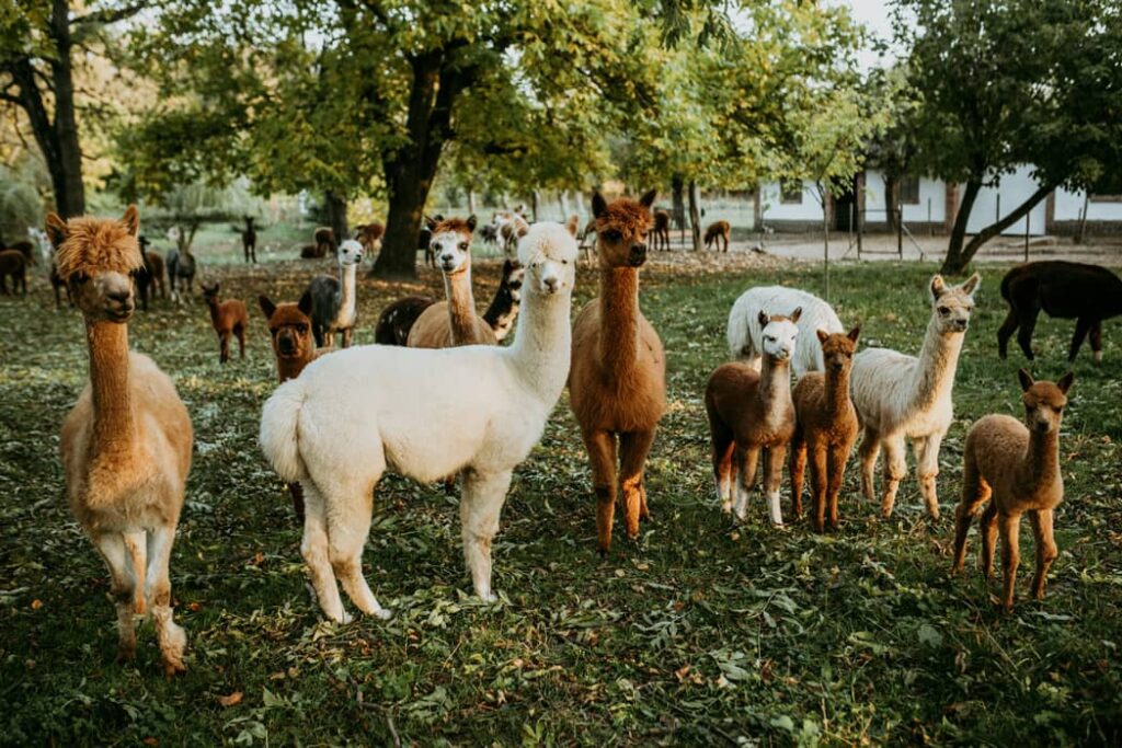 Alpacas en un rancho