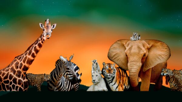 Todo sobre Animales Salvajes Lista e Imágenes