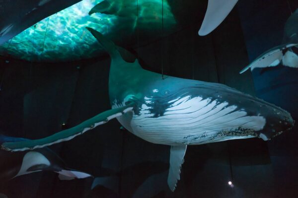 Ballena Azul Características y Curiosidades