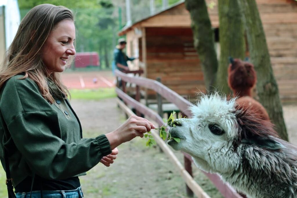 Mujer está alimentando a la alpaca