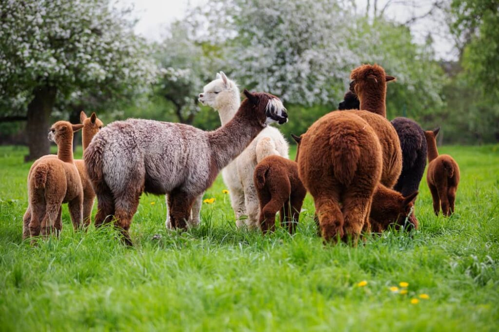 Rebaño de alpacas mamíferos sudamericanos