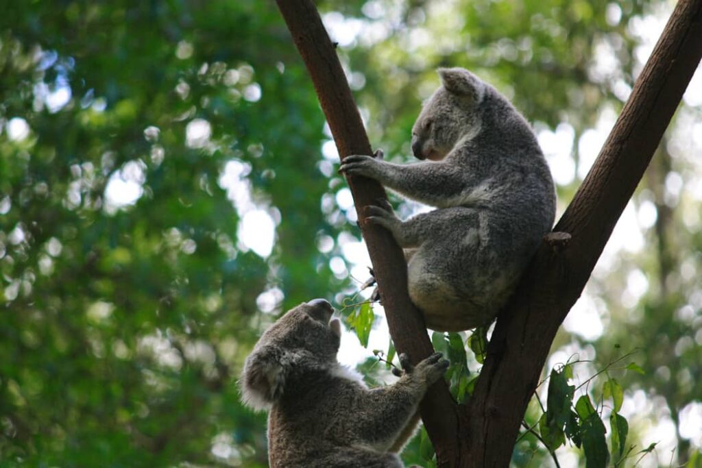 Koalas australianos sentados en un árbol