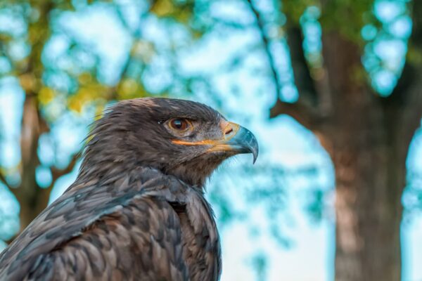 Águila Real Características y Curiosidades