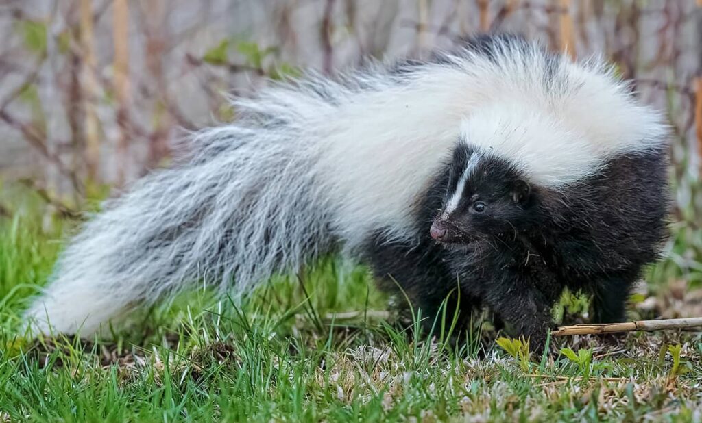 🦨 Zorrillos Características y Curiosidades » Animales Salvajes