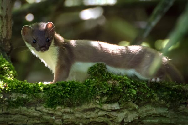 Armiño Características y Curiosidades