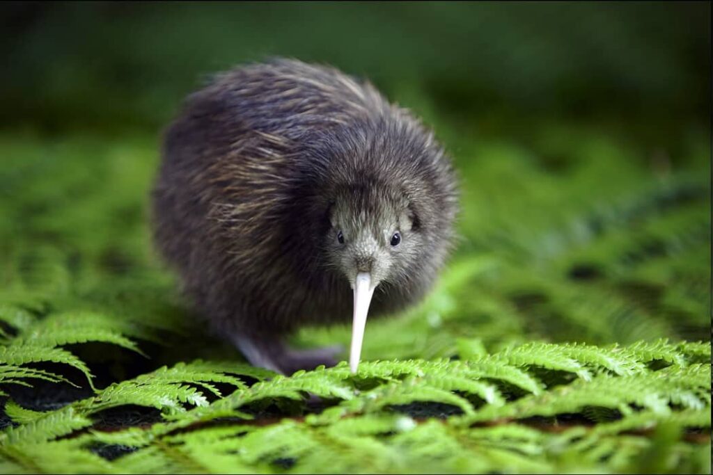 Aspecto y apariencia de un Kiwi